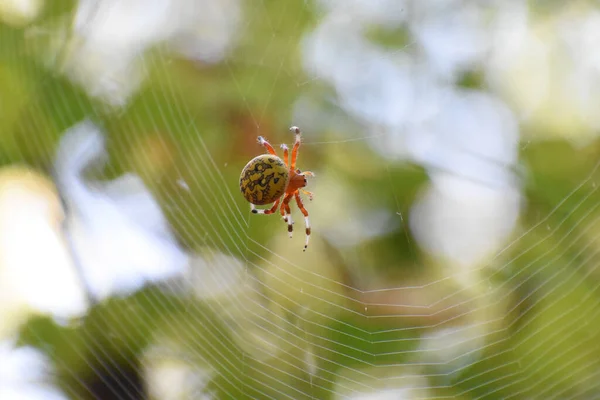 クモの巣の上のアラネウスクモのクローズアップ 一般的なオーブ織りのクモ — ストック写真