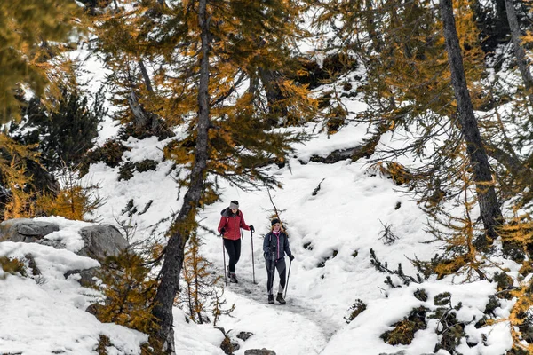 Kranjska Gora Slovenia 2021年11月25日 黄色のカラマツの木がある森の雪の道をハイキングする2人の女性の友人 冬には雪に覆われた道を歩くハイキングポール付きのハイカー — ストック写真