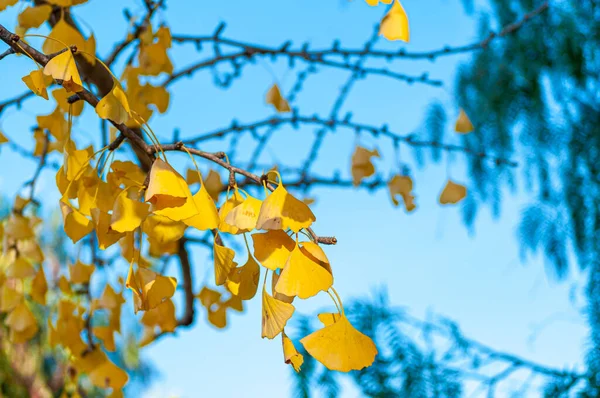 Ginkgo Biloba Folhas Amareladas Outono Queda Maidenhair Árvore — Fotografia de Stock