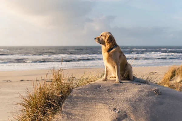 Golden Retriever Siedzi Plaży Patrząc Morze — Zdjęcie stockowe