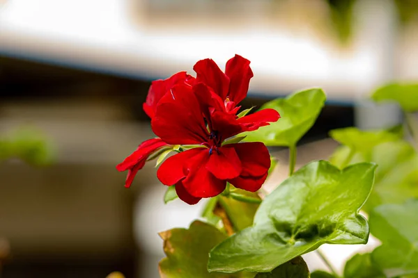 Fleur Rouge Dans Mon Jardin Par Une Journée Ensoleillée — Photo