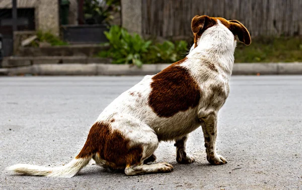 Street Dog Strada Cane Senzatetto Più Amichevole Della Zona Skopje — Foto Stock