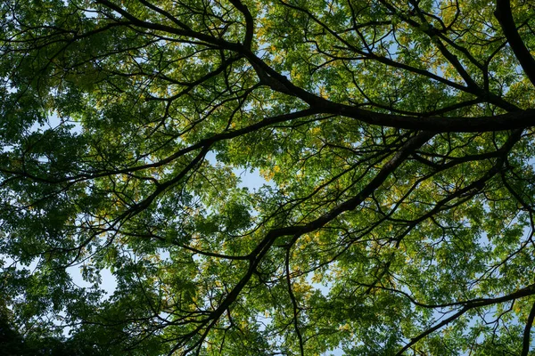 Μια Ματιά Πάνω Από Μια Κορυφή Δέντρου Ενάντια Στον Γαλάζιο — Φωτογραφία Αρχείου