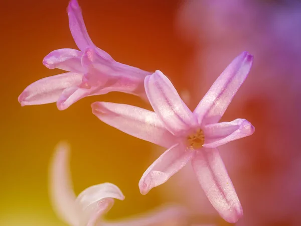 紫の花は 日没のオレンジ色の背景光で春のビューを閉じて — ストック写真