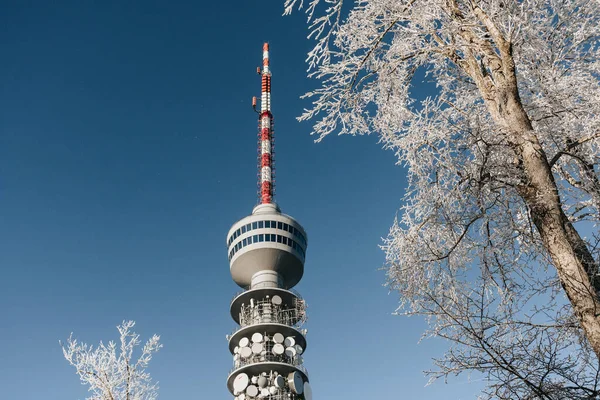 Escena Invierno Con Torre Televisión Levantándose Sobre Árboles Helados Día —  Fotos de Stock