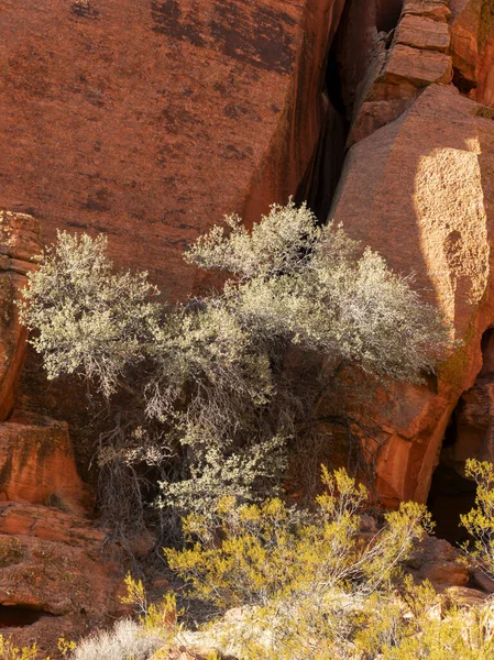 Egy Zöld Érdekes Kompozíciót Mutat Jenny Canyon Ösvény Mentén Utah — Stock Fotó