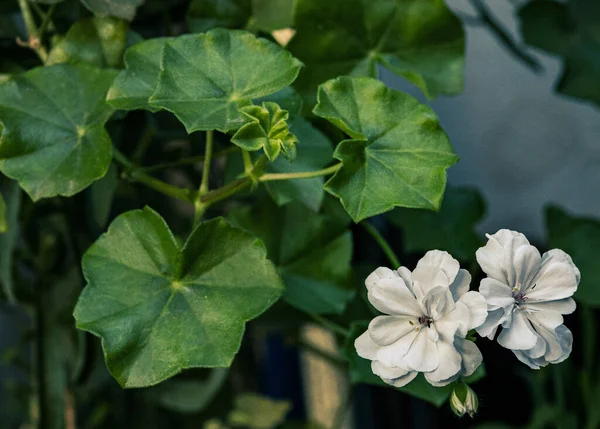 Květ Detailním Zeleném Pozadí Přírody Bílá Zelená Kombinace — Stock fotografie