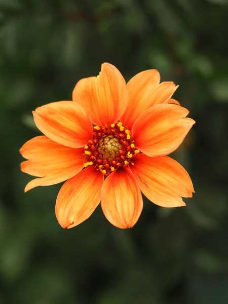 Biskup Bright Orange Dahlia Oxfordu — Stock fotografie