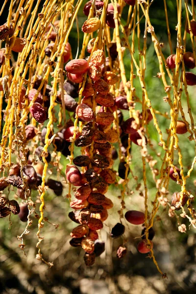 Closeup Shot Dried Natural Dates Ain Oasis Abu Dhabi — Stockfoto