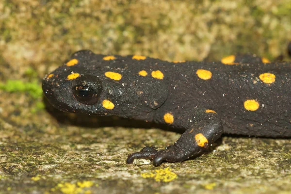 Närbild Jordisk Juvenil Färgglada Anatloian Newt Neurergus Strauchii Grön Mossa — Stockfoto