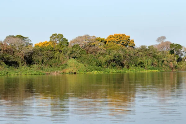 Evening Light Forested Shores Miranda River Brazilian Pantanal — Stock Photo, Image