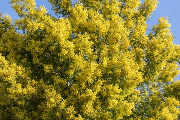 Planta Mimosa Exuberante Com Uma Cor Amarela Intensa Símbolo Dia — Fotografia de Stock