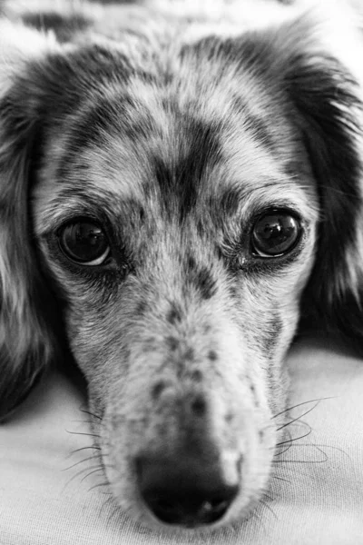 Ένα Κάθετο Κοντινό Πλάνο Ενός Χαριτωμένου Σκύλου Σαλούκι Γκρι Κλίμακα — Φωτογραφία Αρχείου