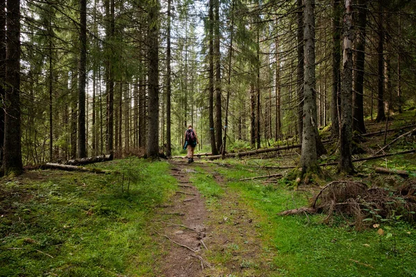 Hiker Backpack Walking Forest — Stock Photo, Image
