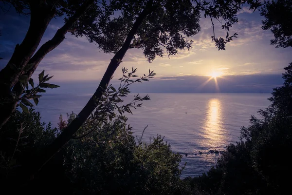 Los Árboles Revelan Hermoso Amanecer Sobre Mar Adriático Todo Está — Foto de Stock