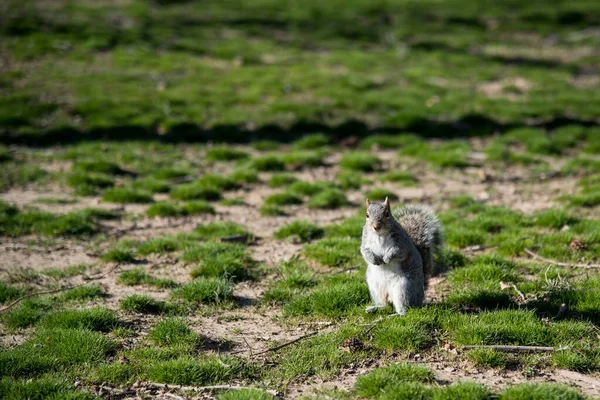 Closeup Shot Squirrel Park Washington — Stock Photo, Image
