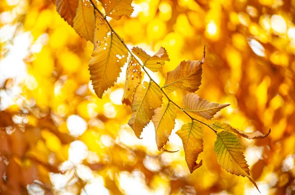 Tapete Herbst Herbst Gelbe Blätter Mit Sonne Bei Sonnenuntergang — Stockfoto
