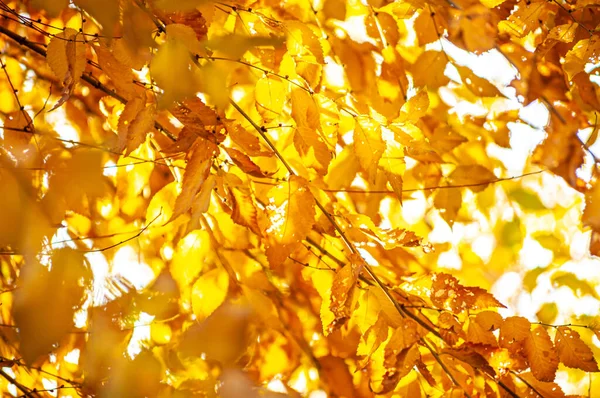 Tapeta Jesień Jesień Żółte Liście Słońcem Zachodzie Słońca — Zdjęcie stockowe