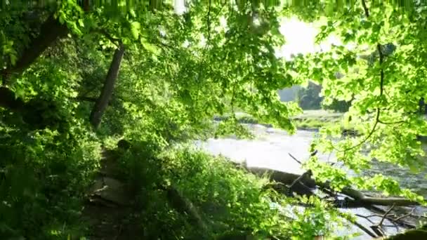 Зеленые Листья Лесу — стоковое видео