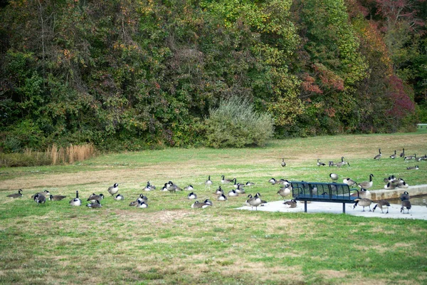 Eine Gruppe Kanadischer Gänse Einem Grünen Park — Stockfoto