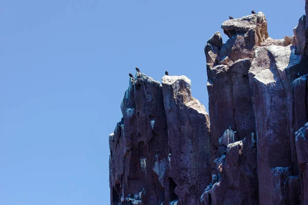 Kayalık Bir Kıyıya Tünemiş Alçak Bir Akbaba Açısı — Stok fotoğraf