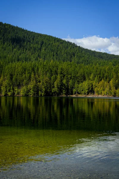 나무가 호수의 — 스톡 사진