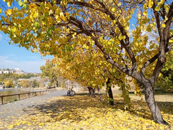 Uma Vista Bicicleta Estacionada Sob Árvore Com Folhas Caídas Parque — Fotografia de Stock