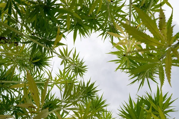 Eine Flache Aufnahme Grüner Cannabispflanzen Die Auf Dem Feld Wachsen — Stockfoto