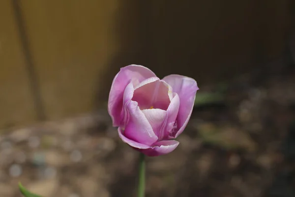 Eine Nahaufnahme Einer Schönen Lila Magnolienblume Einem Garten — Stockfoto