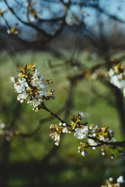 Eine Nahaufnahme Einer Baumblüte — Stockfoto