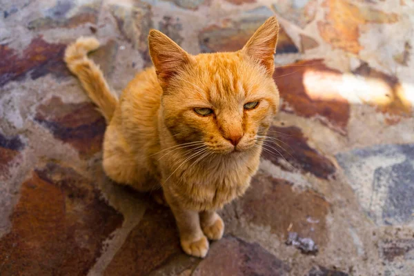 一只脾气暴躁的橙色生姜猫坐在铺好的地面上的特写 — 图库照片