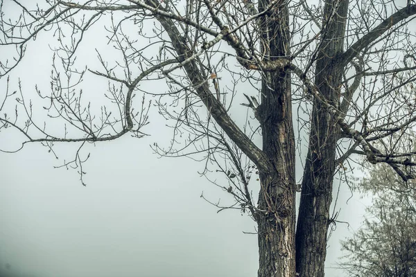 Detailní Záběr Stromu Mlhou Pozadí — Stock fotografie