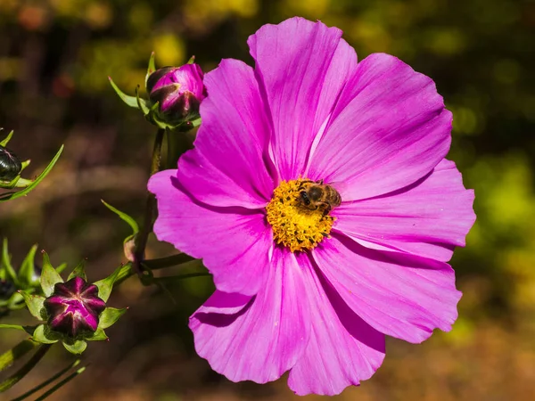 Крупный План Пчелы Розовом Цветке Cosmea Bipinnatus Растущем Саду — стоковое фото