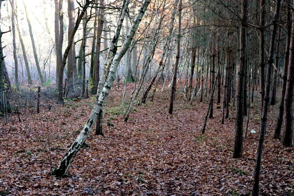 枝に太陽の光が差し込む秋色の鬱蒼とした森 — ストック写真