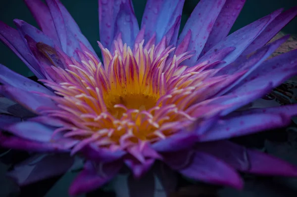 Eine Nahaufnahme Lila Lotus Einem Teich — Stockfoto