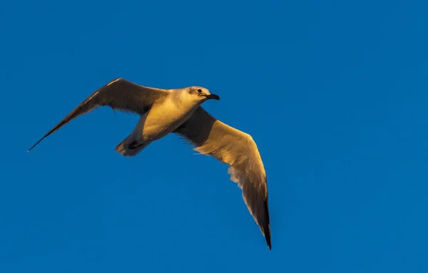 Mavi Gökyüzünün Altında Tamamen Açık Kanatlarla Uçan Beyaz Bir Albatros — Stok fotoğraf