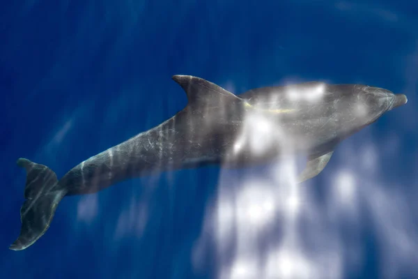 Zbliżenie Ujęcia Pięknych Delfinów — Zdjęcie stockowe