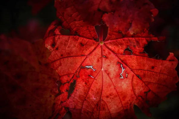 Eine Nahaufnahme Des Schönen Roten Ahornblattes — Stockfoto