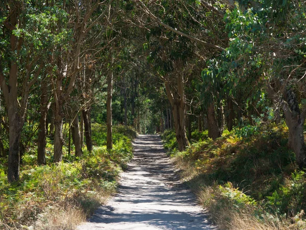 Islas Cies Portekiz Deki Camino Ormanında Yeşil Ağaçlar Arasında Güzel — Stok fotoğraf