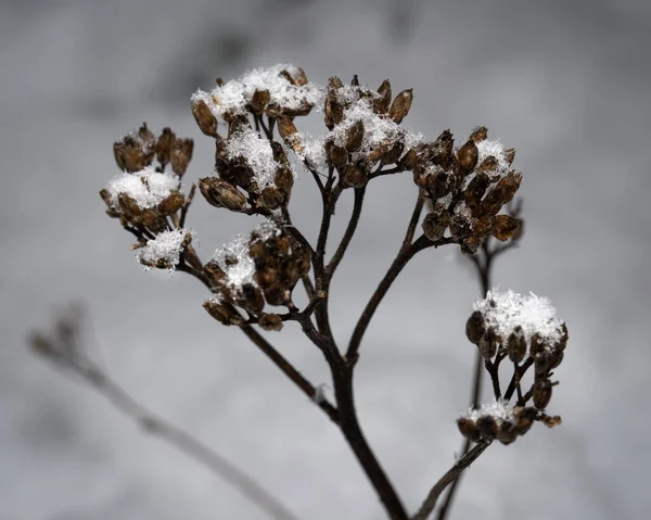 Pionowe Ujęcie Suchej Rośliny Pod Śniegiem — Zdjęcie stockowe