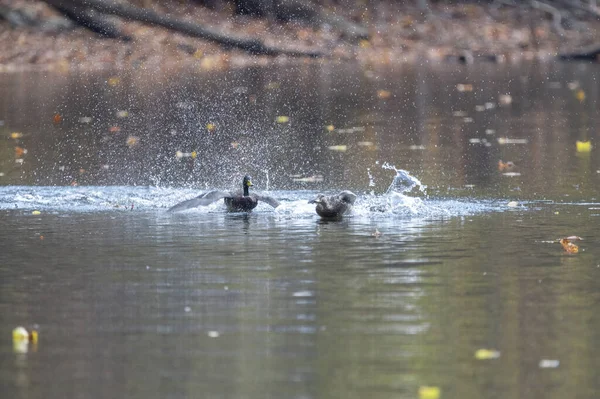 Male Mallard Duck Chasing Female Mallard Duck Water — 图库照片