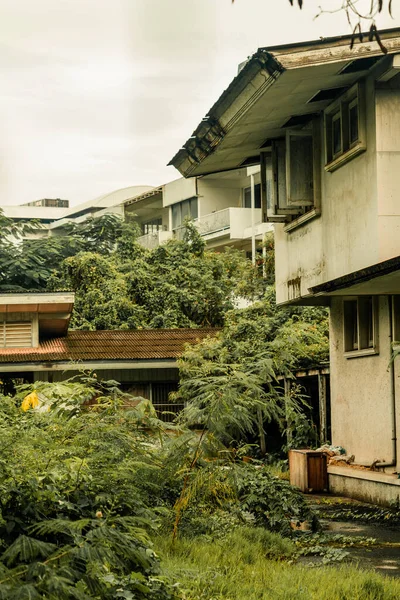 Een Verticaal Shot Van Groene Planten Een Huis Tuin — Stockfoto
