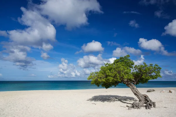 Ένα Δέντρο Libidibia Coriaria Μια Παραλία Που Περιβάλλεται Από Θάλασσα — Φωτογραφία Αρχείου