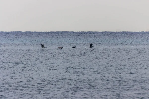 4人のペリカンが海の近くを飛んでいます — ストック写真