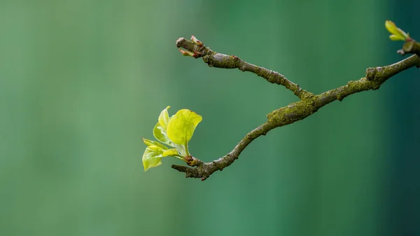 Closeup Shot Green Sprouts Branch Blurred Background — Stockfoto