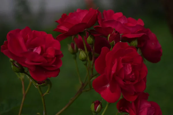 Focus Selettivo Rose Rosse Che Fioriscono Nel Giardino — Foto Stock