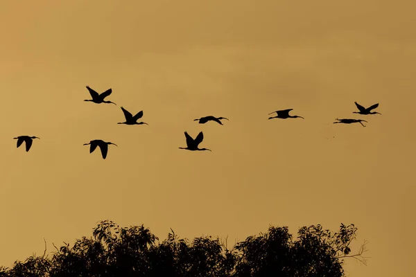 在夕阳的天空中飞翔的鸟儿的轮廓 — 图库照片