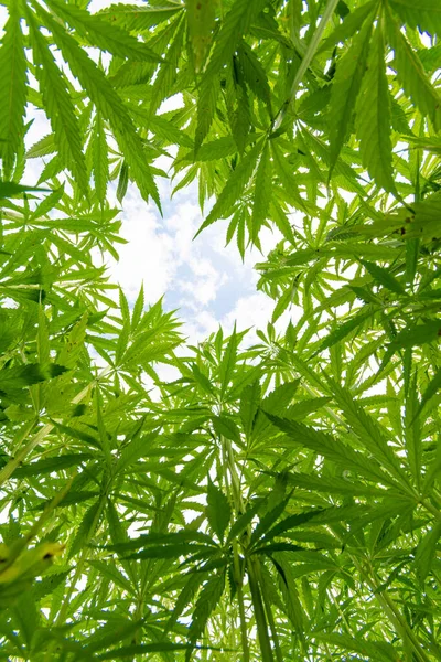 Low Angle Shot Green Cannabis Plants Growing Field — Stock Photo, Image