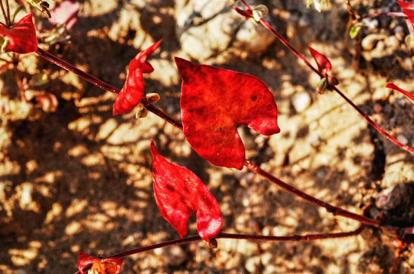 Closeup Dried Red Autumn Leaves Branch — Stock Photo, Image