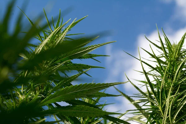 Green Cannabis Plants Growing Field — Stock Photo, Image